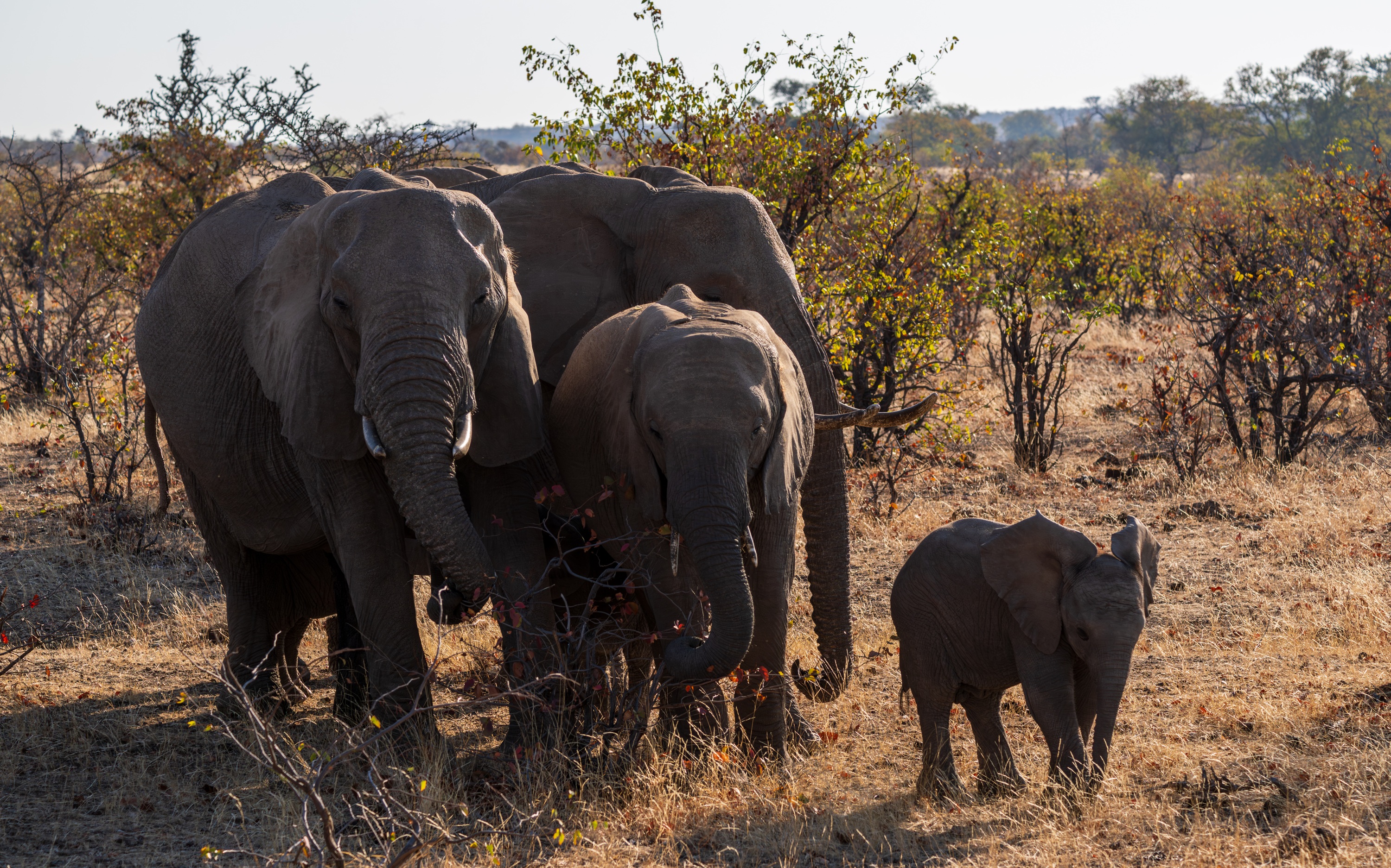 Mashatu Game Reserve, Botswana