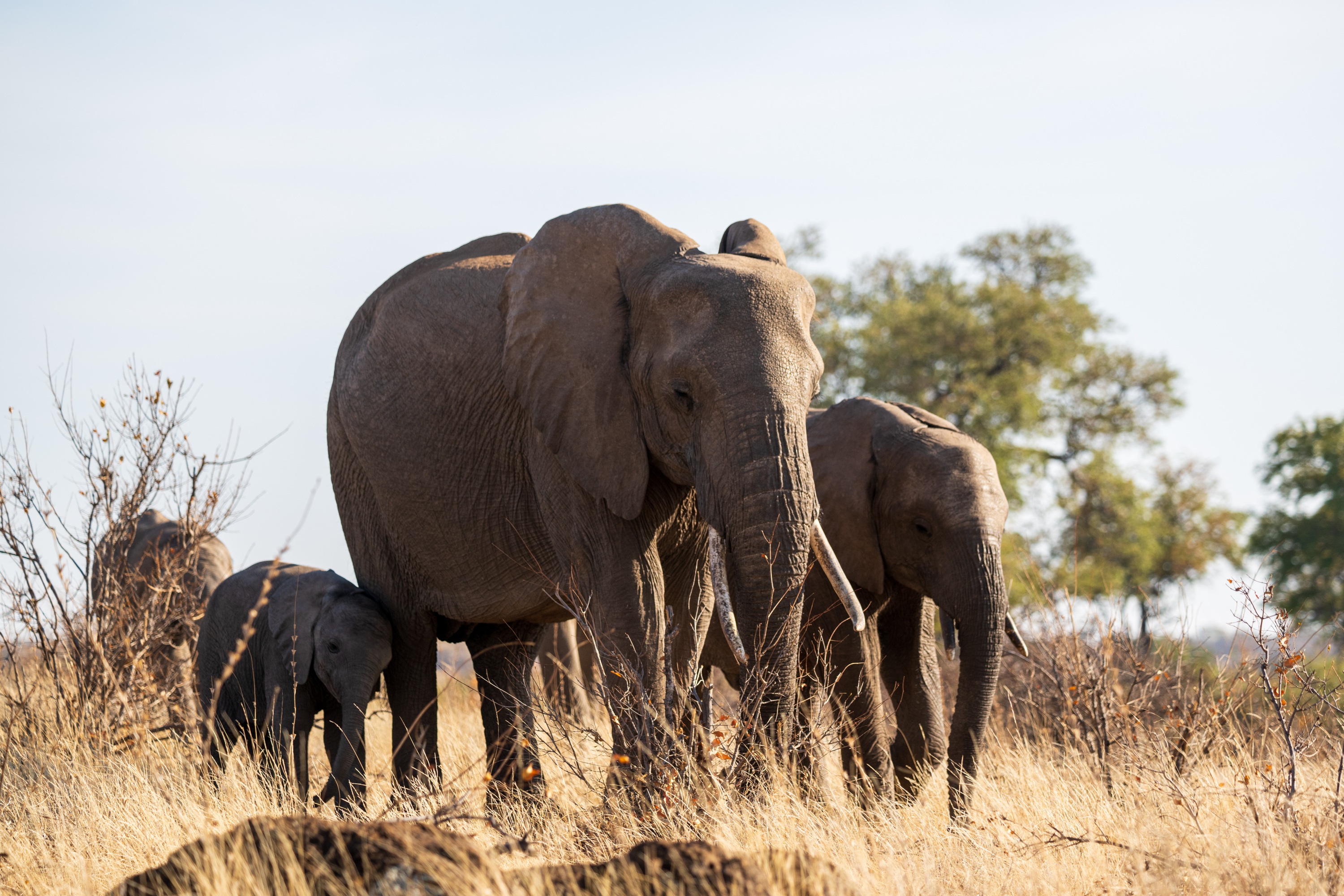 Mashatu Game Reserve, Botswana