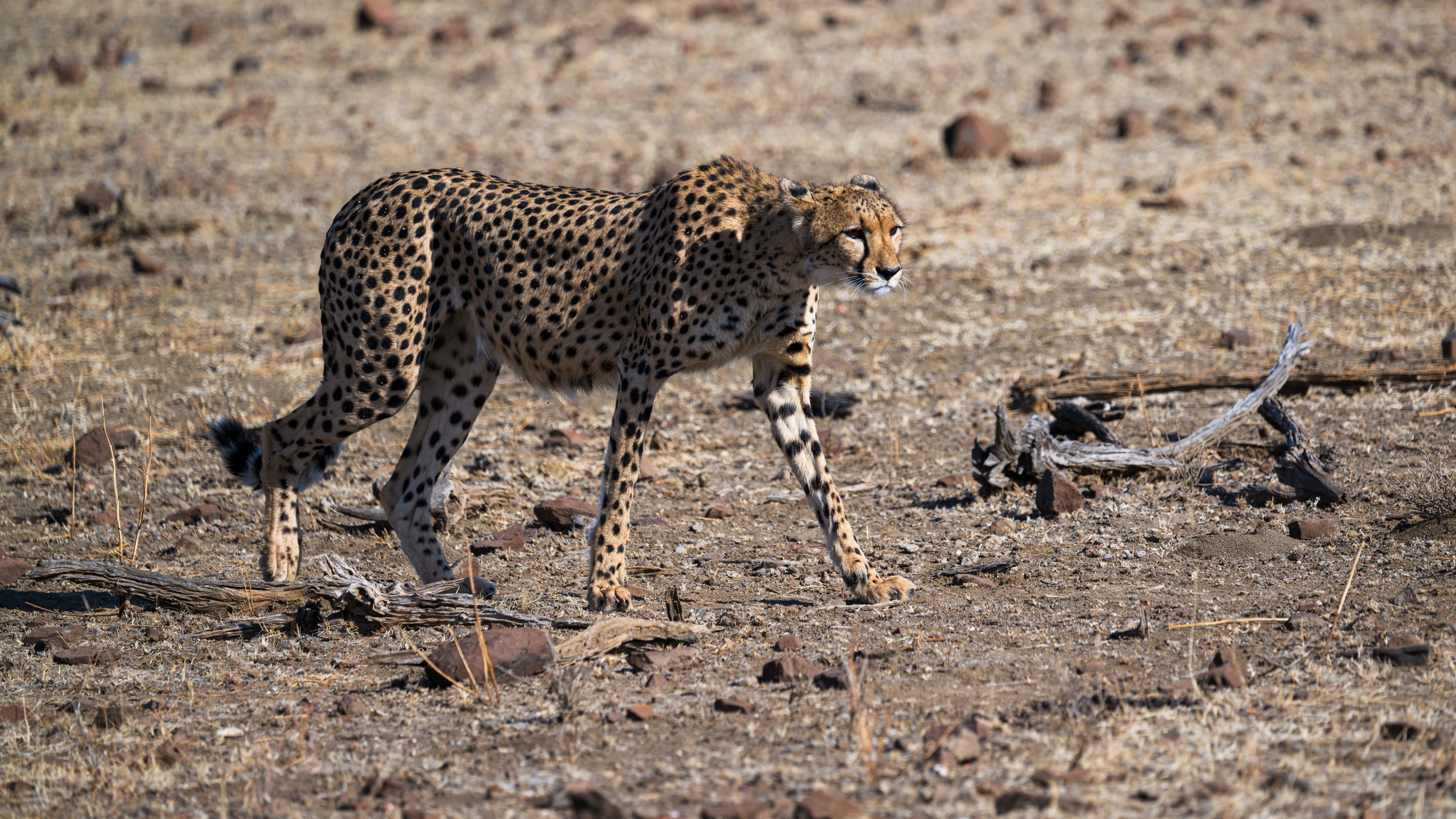 Mashatu Game Reserve, Botswana
