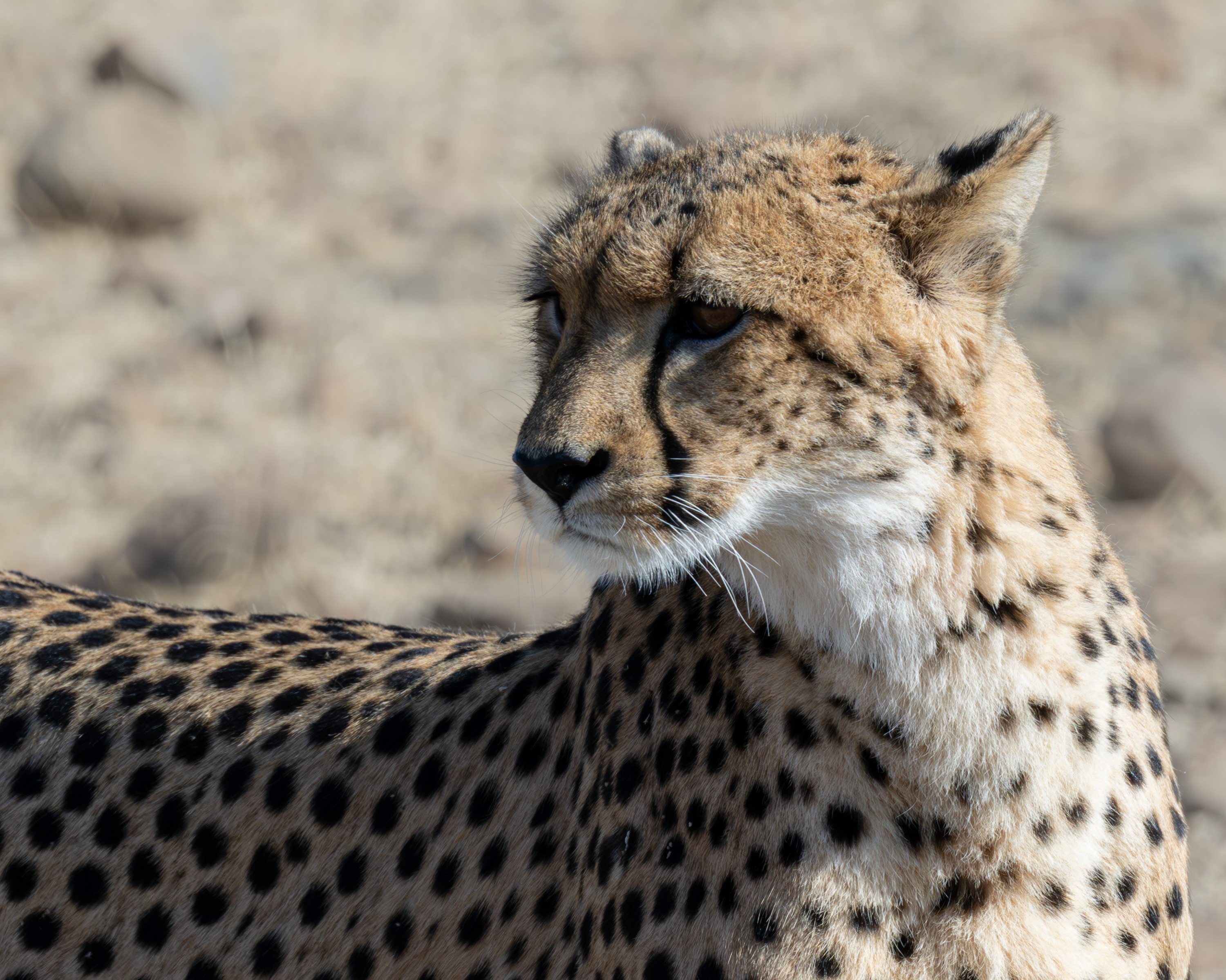 Mashatu Game Reserve, Botswana