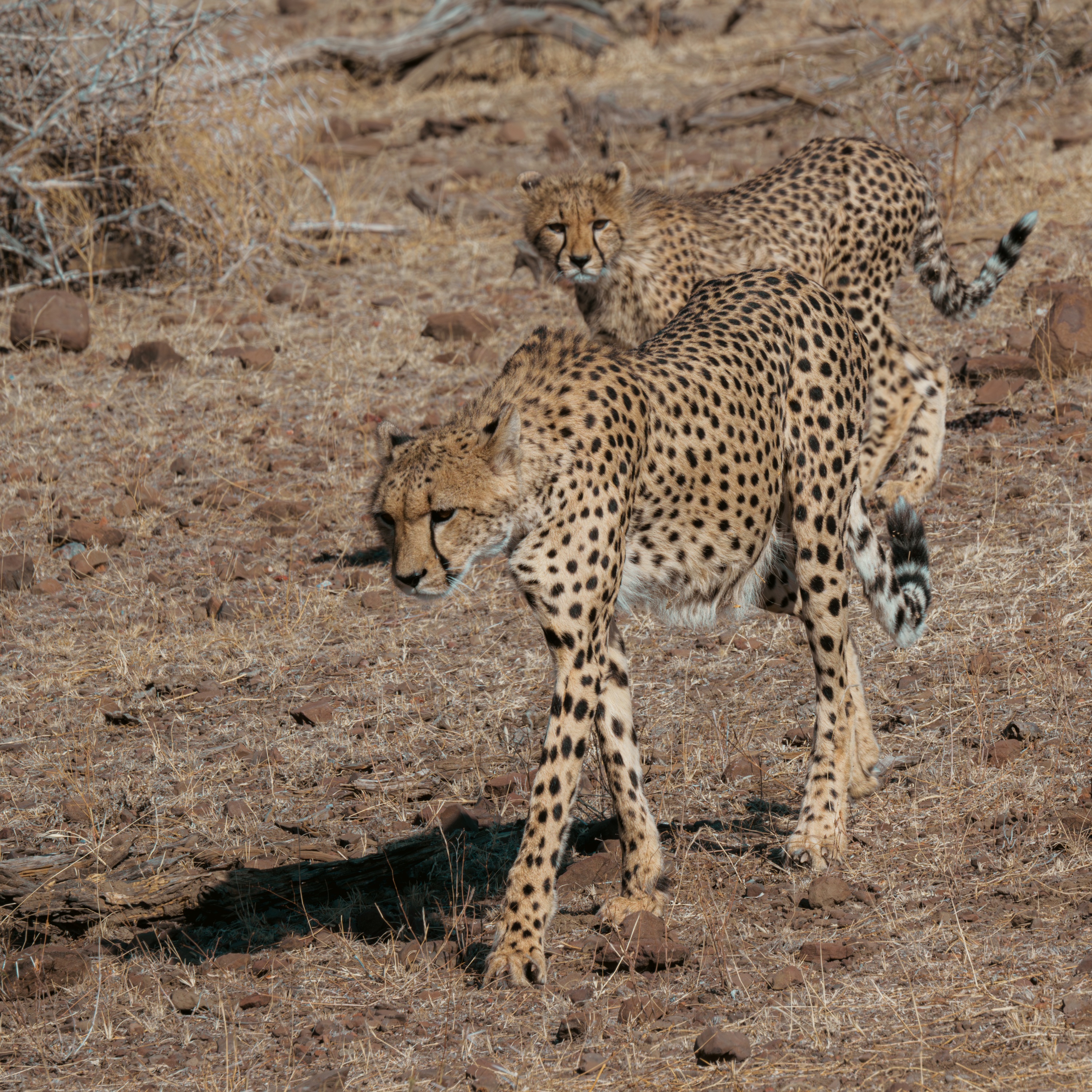 Mashatu Game Reserve, Botswana