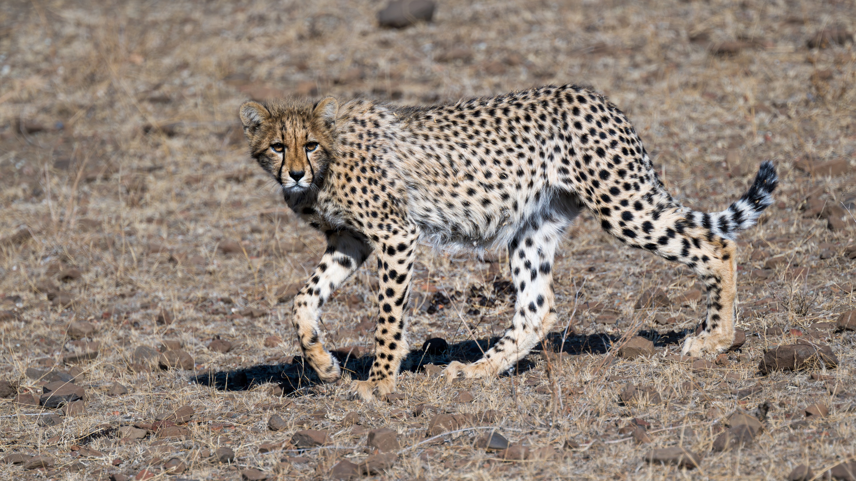 Mashatu Game Reserve, Botswana