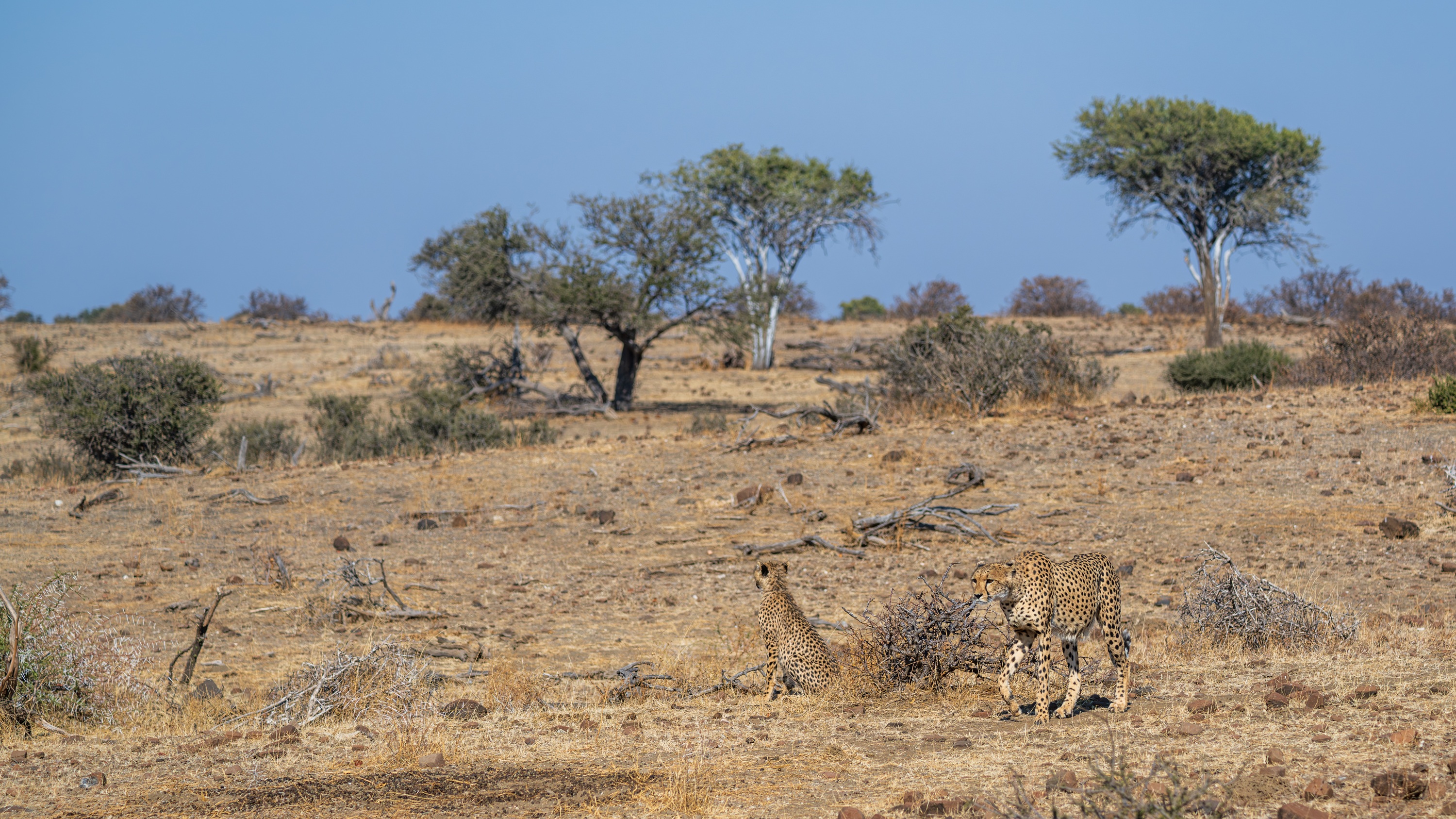 Mashatu Game Reserve, Botswana
