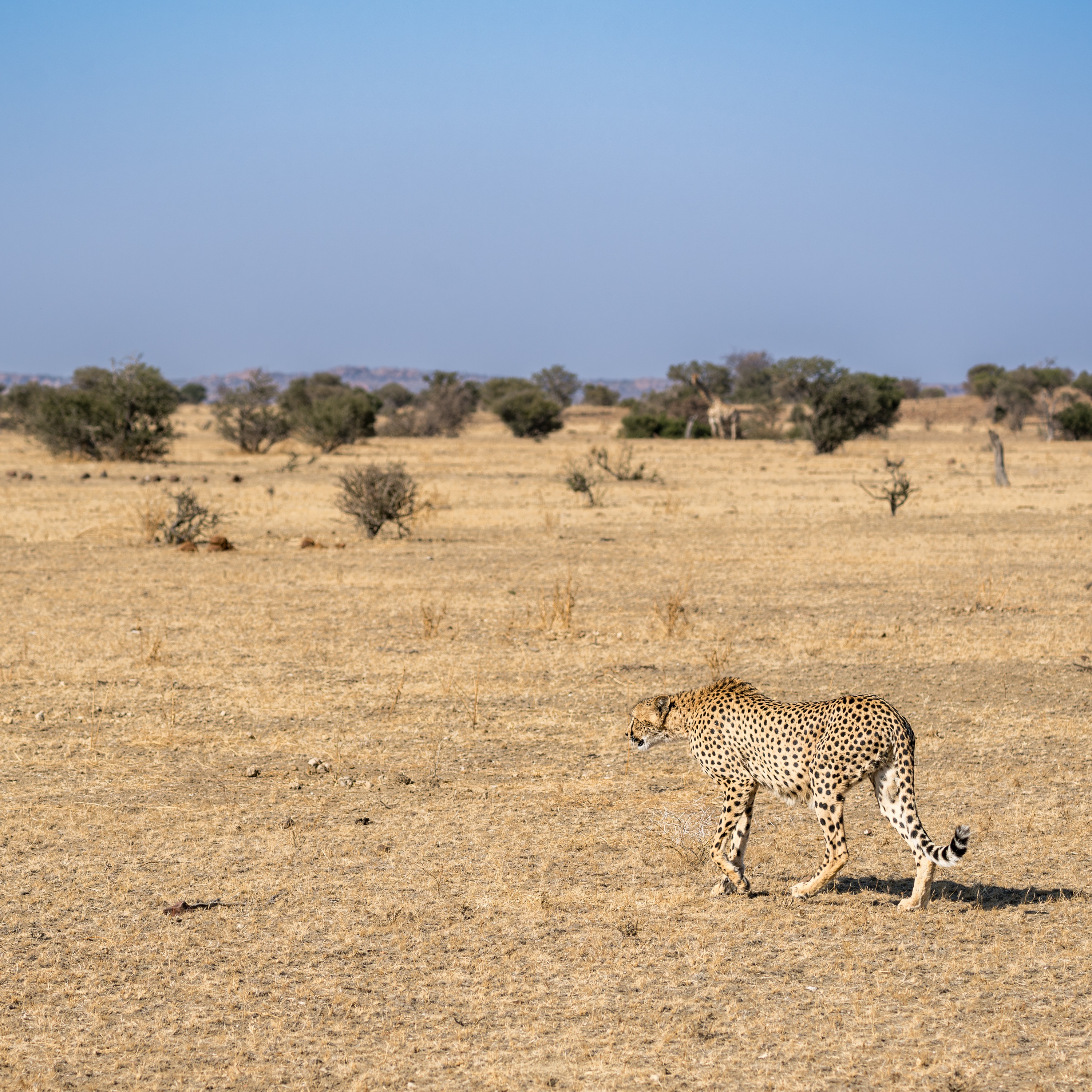 Mashatu Game Reserve, Botswana