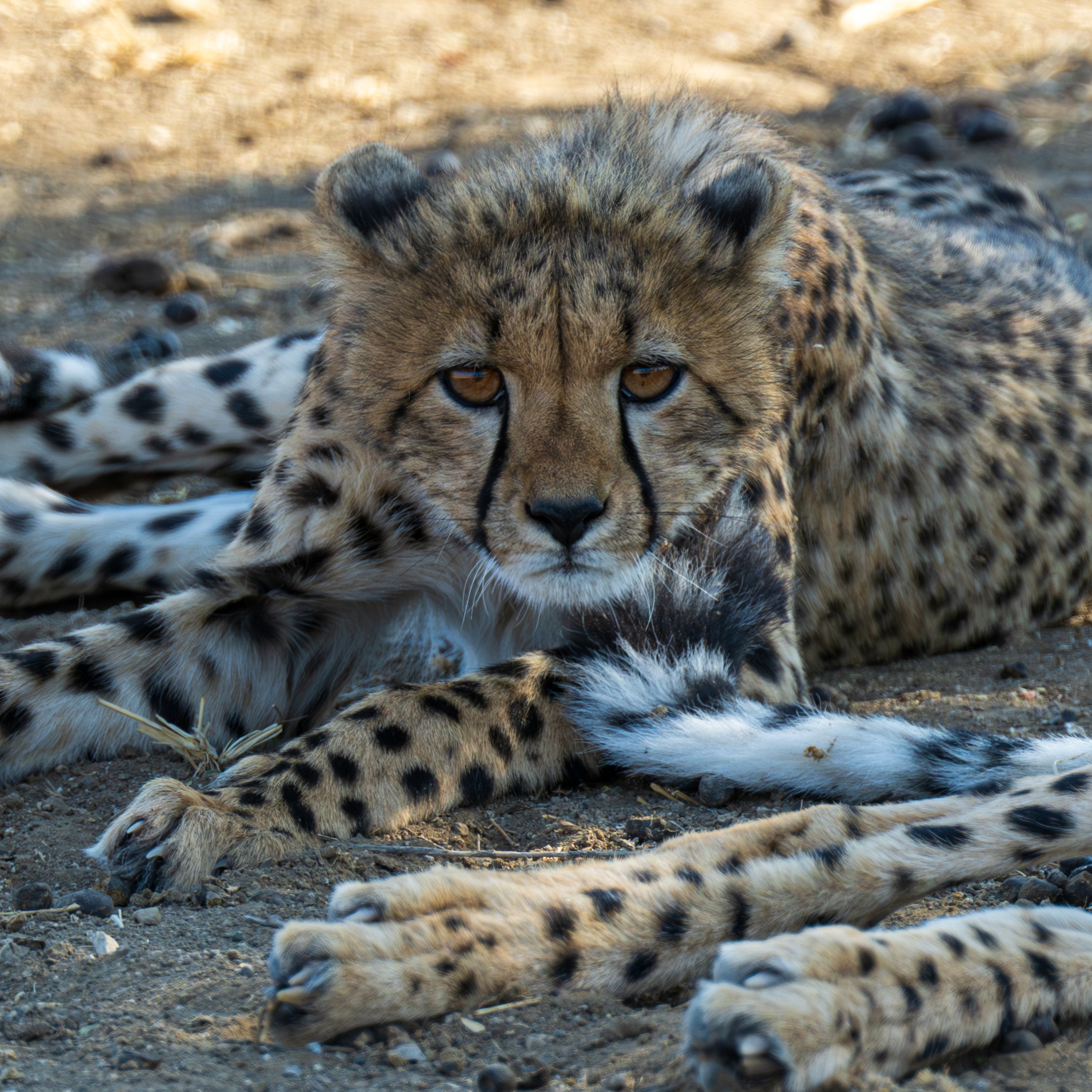 Mashatu Game Reserve, Botswana