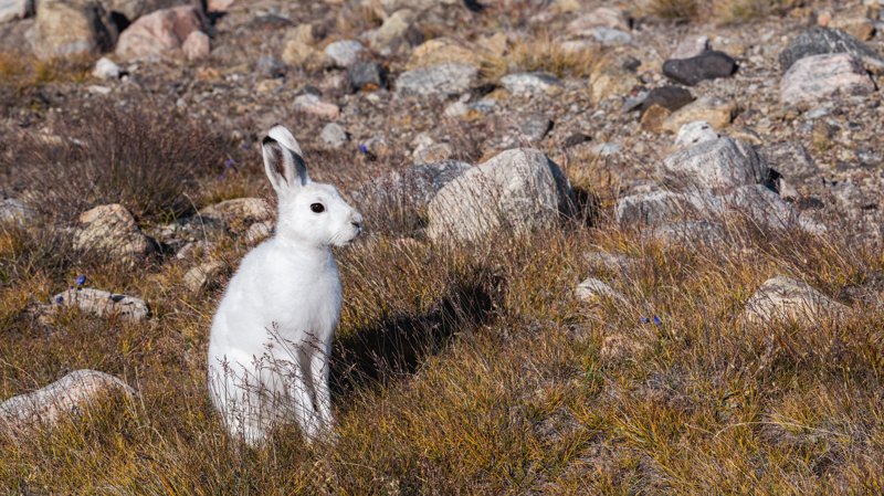 Kangerlussuaq, Greenland