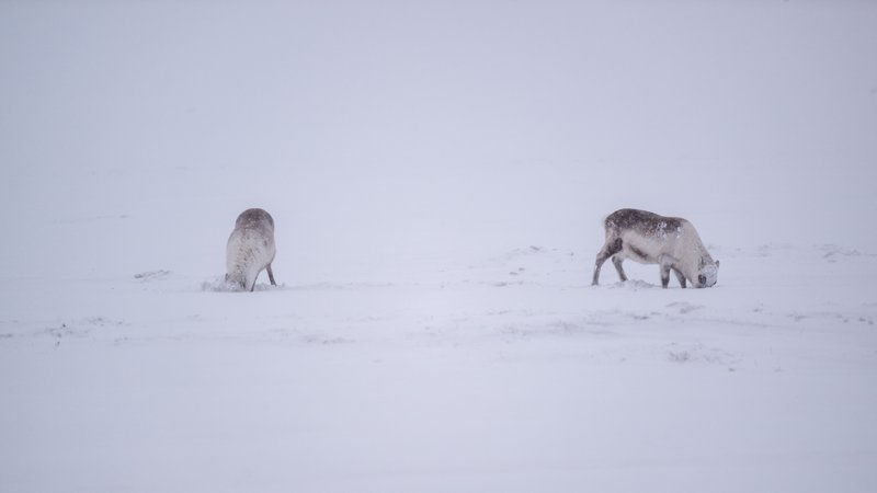 Spitsbergen, Svalbard