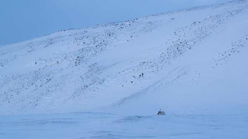 Spitsbergen, Svalbard