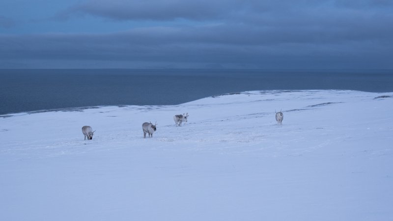 Spitsbergen, Svalbard