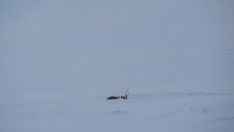 Spitsbergen, Svalbard