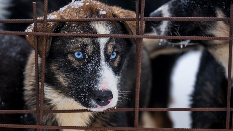 Spitsbergen, Svalbard