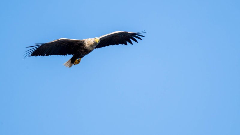 Szczecin Lagoon, Poland