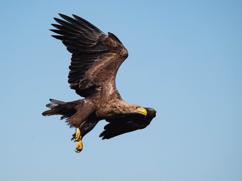 Szczecin Lagoon, Poland