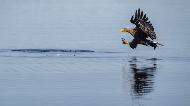 Szczecin Lagoon, Poland