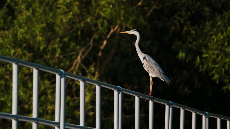 Szczecin Lagoon, Poland
