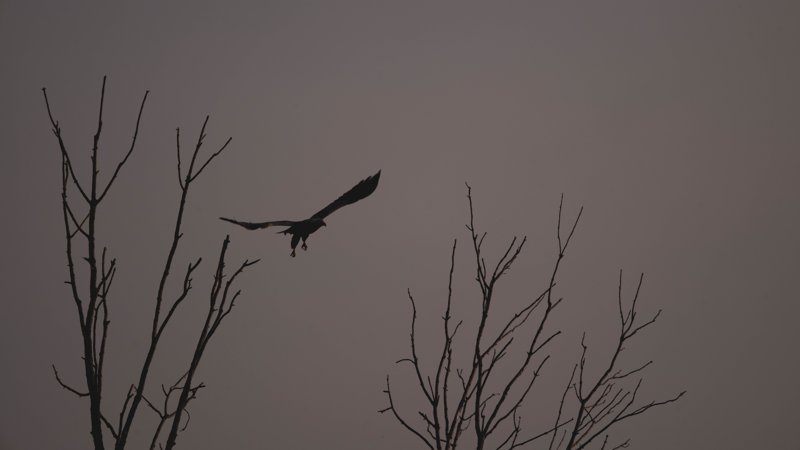 Szczecin Lagoon, Poland