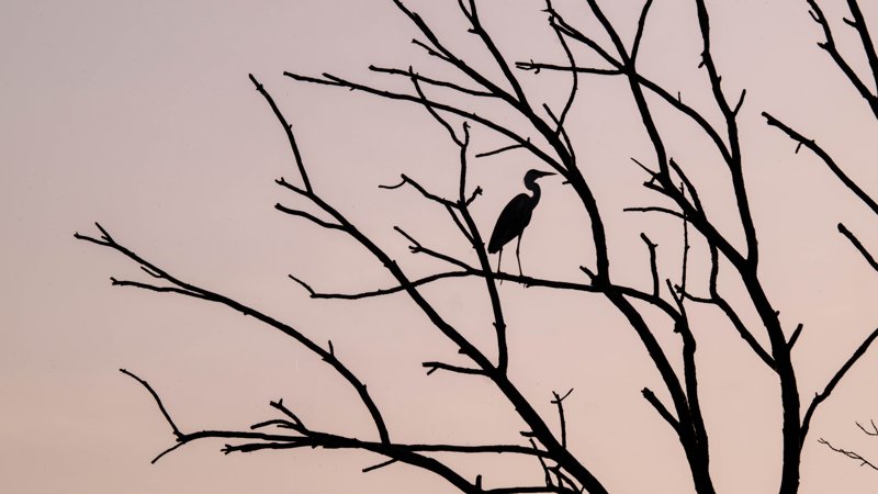 Szczecin Lagoon, Poland