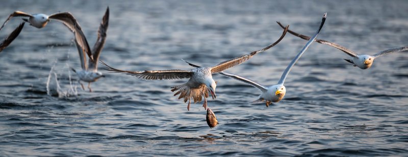 Szczecin Lagoon, Poland