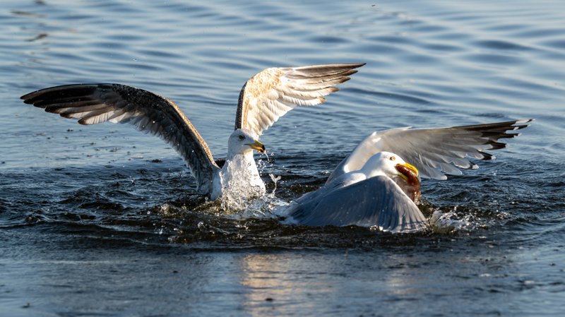 Szczecin Lagoon, Poland