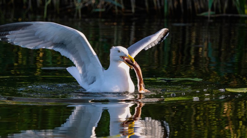 Szczecin Lagoon, Poland