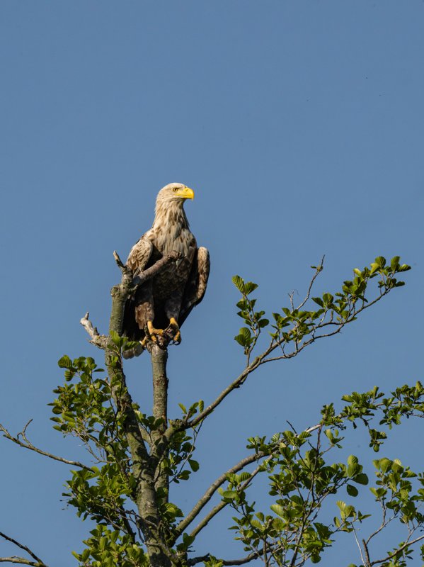 Szczecin Lagoon, Poland