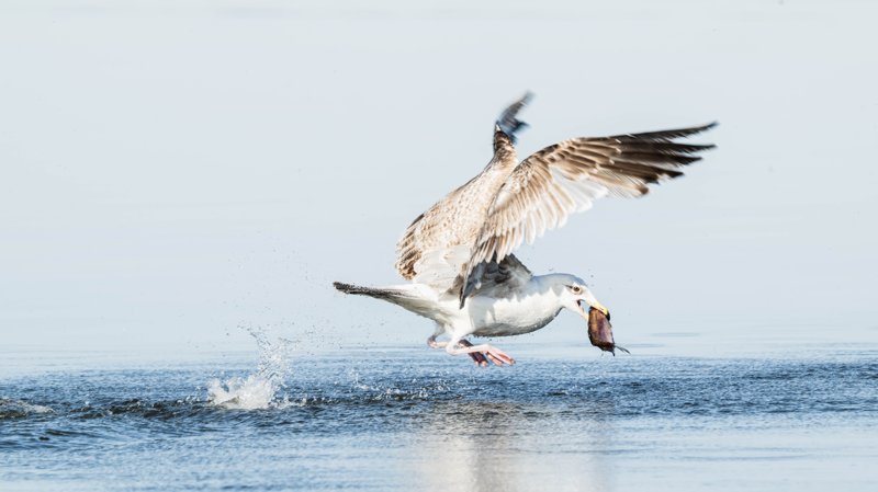 Szczecin Lagoon, Poland