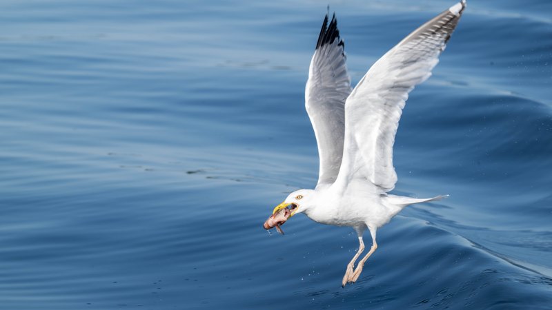 Szczecin Lagoon, Poland