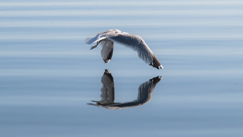 Szczecin Lagoon, Poland