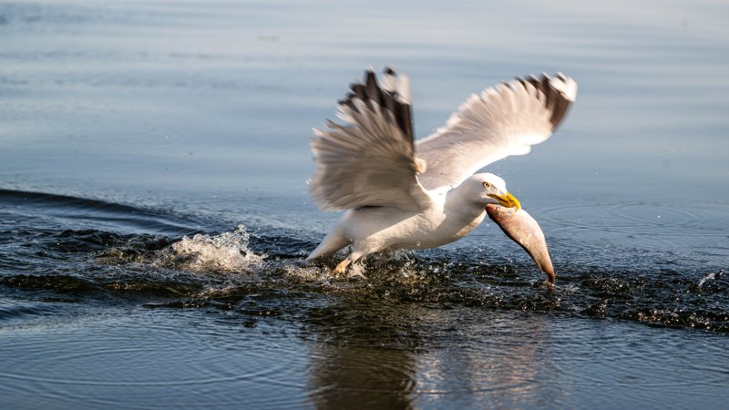 Szczecin Lagoon, Poland