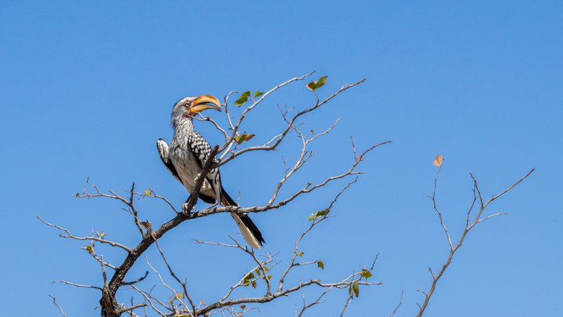 Mashatu Game Reserve, Botswana