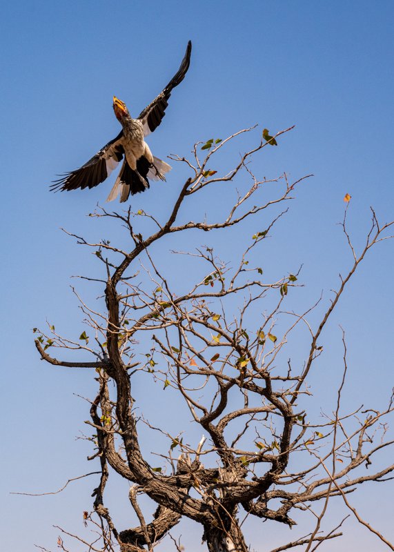 Mashatu Game Reserve, Botswana