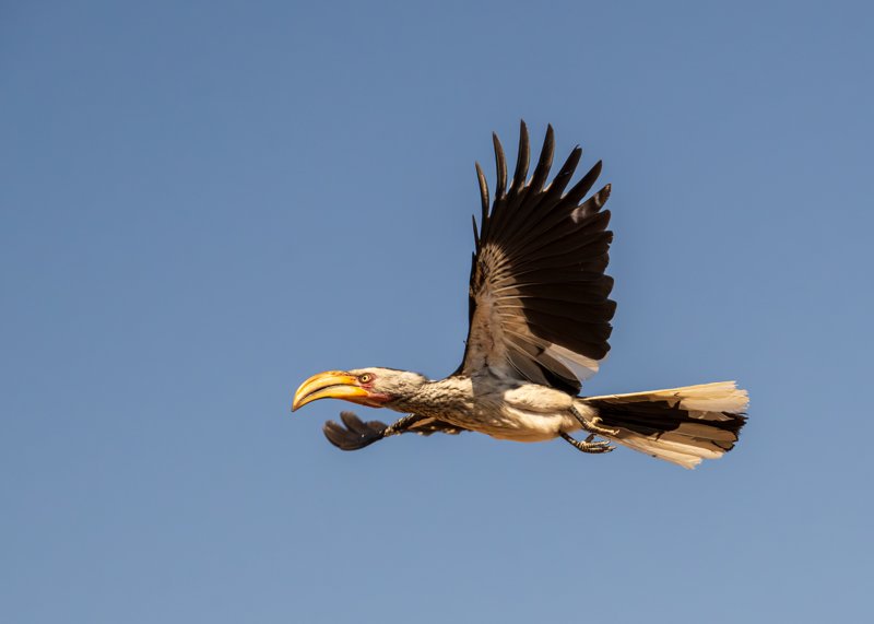 Mashatu Game Reserve, Botswana