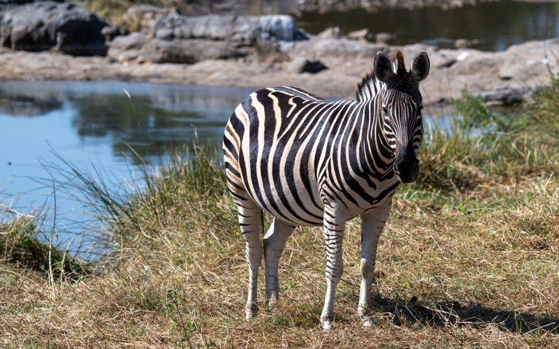 Mashatu Game Reserve, Botswana