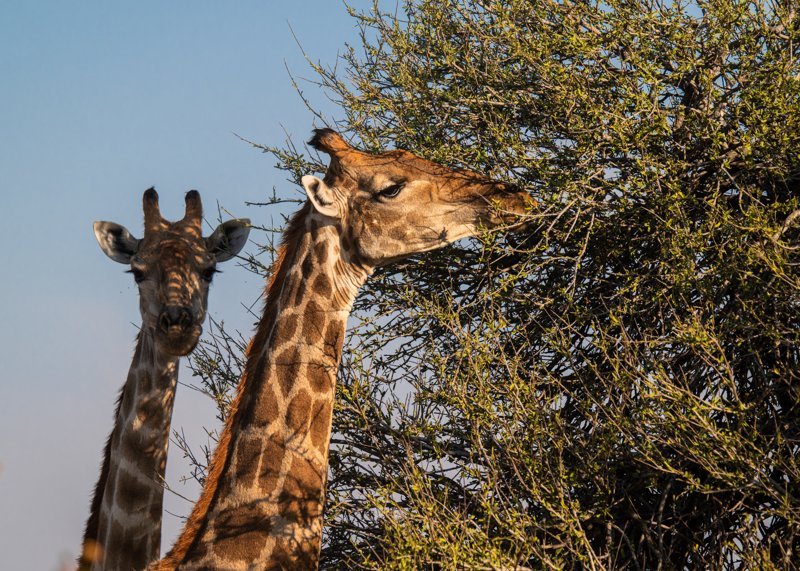 Mashatu Game Reserve, Botswana