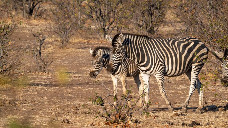 Mashatu Game Reserve, Botswana
