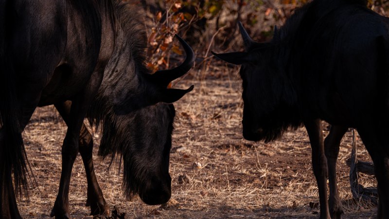 Mashatu Game Reserve, Botswana