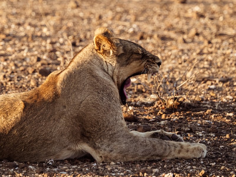 Mashatu Game Reserve, Botswana