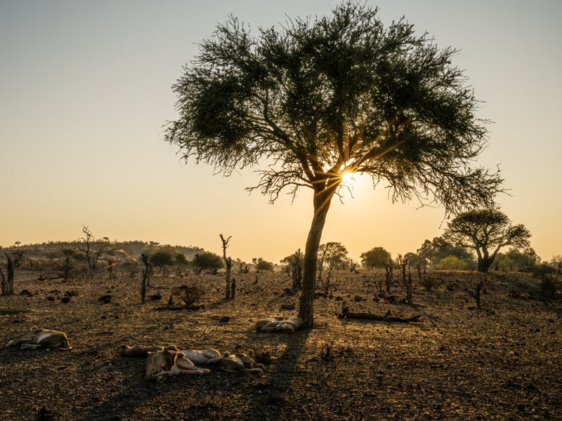 Mashatu Game Reserve, Botswana