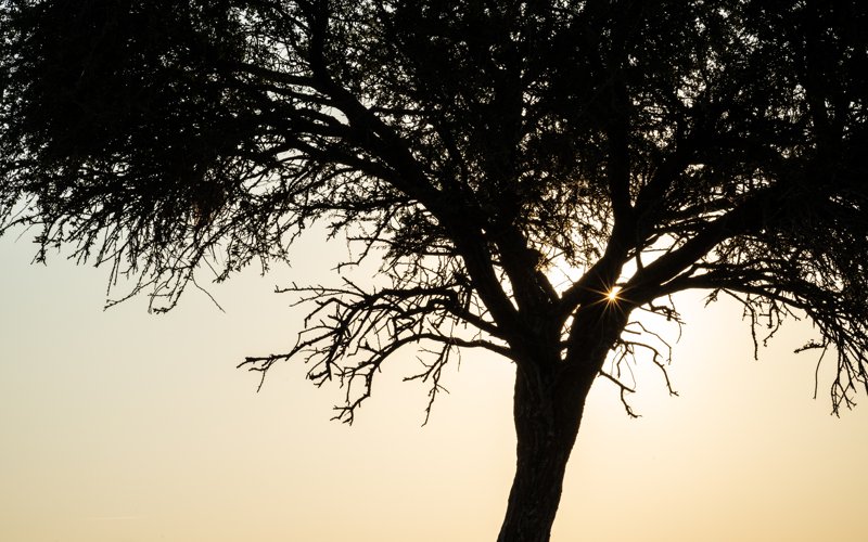 Mashatu Game Reserve, Botswana