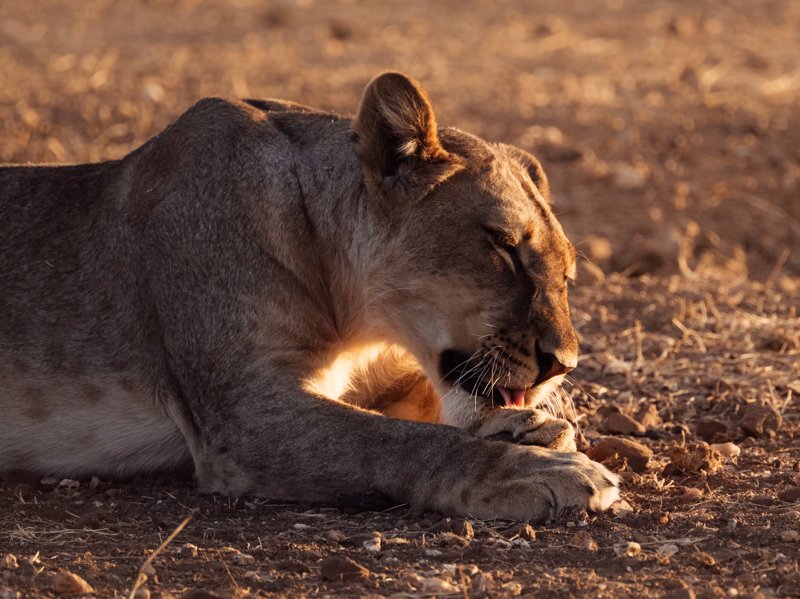 Mashatu Game Reserve, Botswana