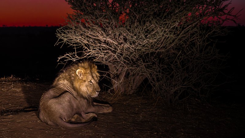 Mashatu Game Reserve, Botswana