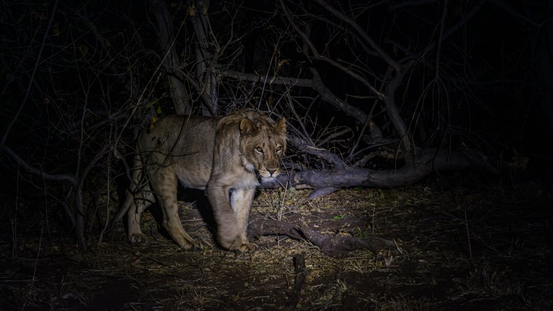 Mashatu Game Reserve, Botswana