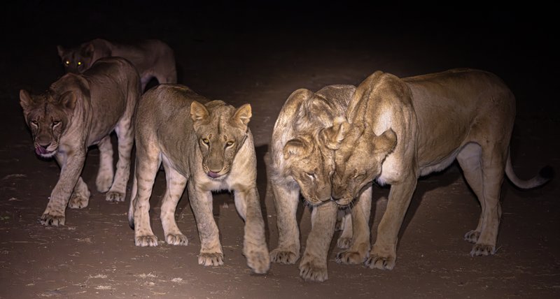 Mashatu Game Reserve, Botswana