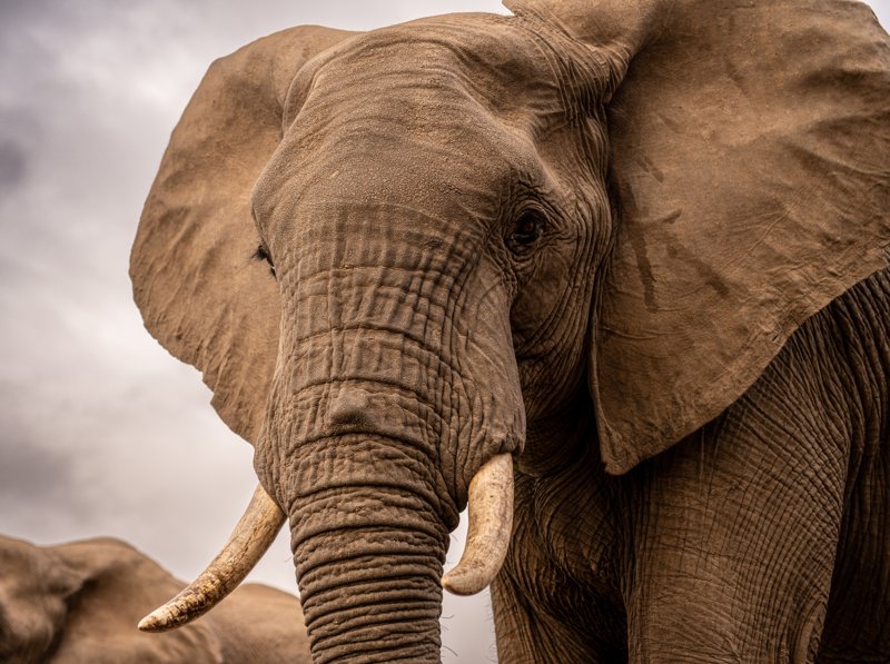 Mashatu Game Reserve, Botswana