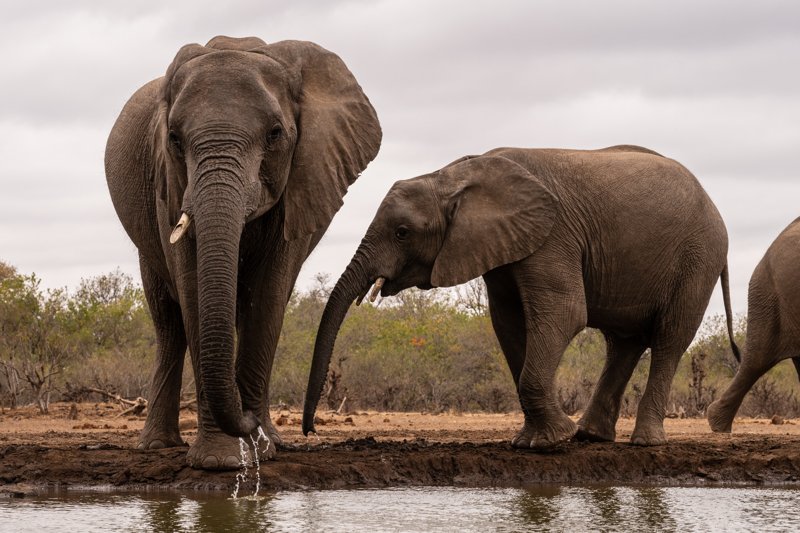 Mashatu Game Reserve, Botswana