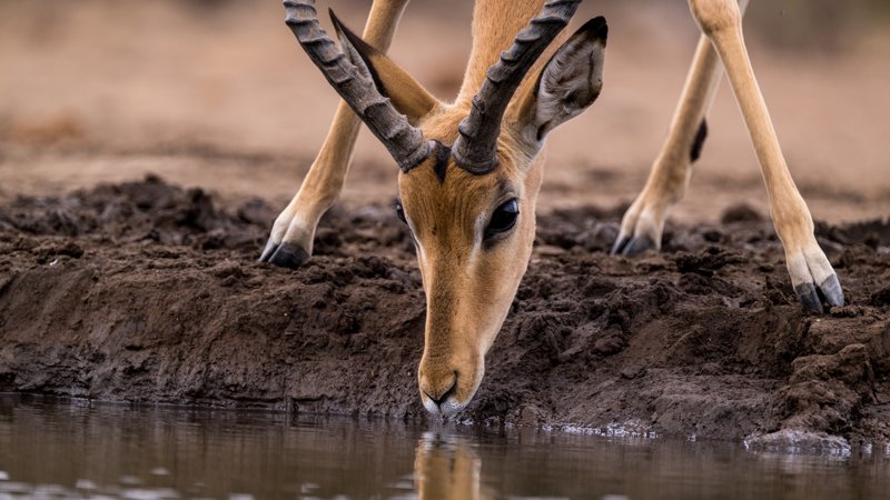 Mashatu Game Reserve, Botswana