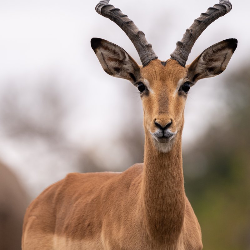 Mashatu Game Reserve, Botswana