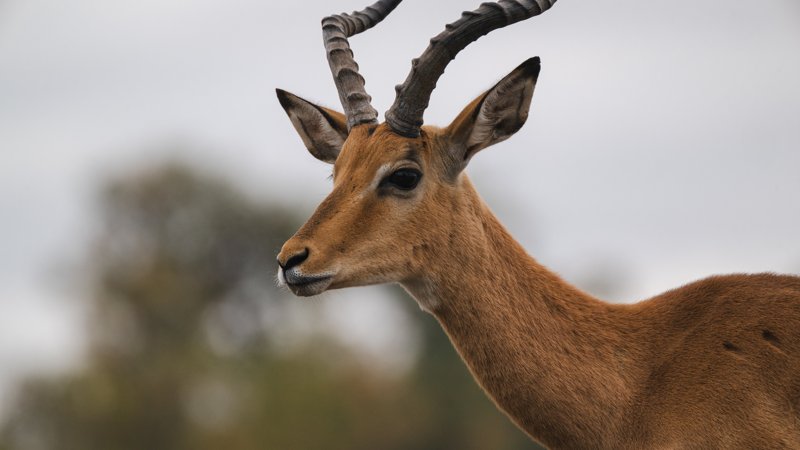 Mashatu Game Reserve, Botswana