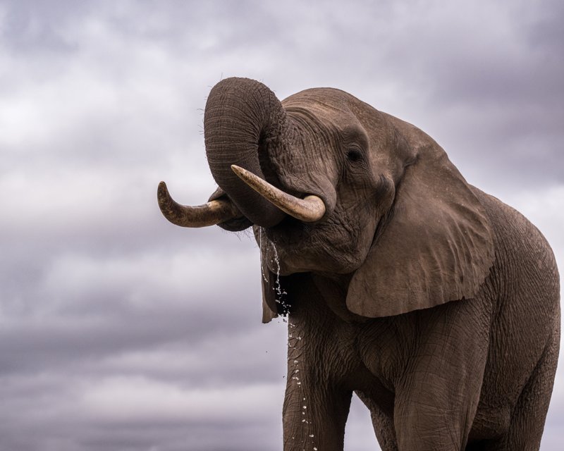 Mashatu Game Reserve, Botswana