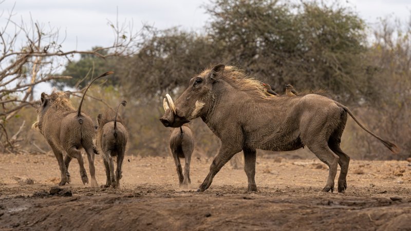Mashatu Game Reserve, Botswana